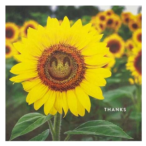 Smiling Sunflower Photographic Thank You Card £2.50